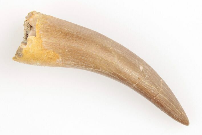 1.75" Fossil Plesiosaur (Zarafasaura) Tooth - Morocco